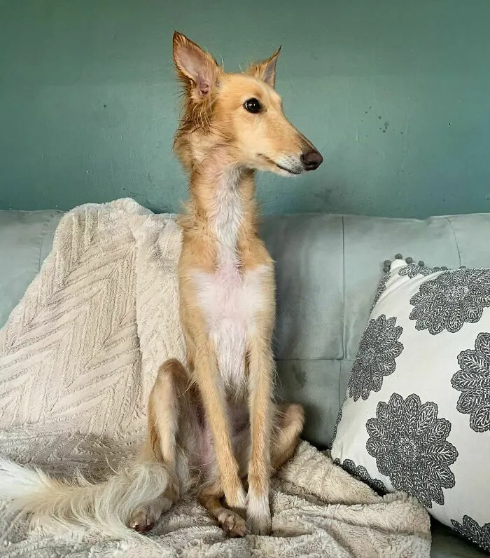 Dog With Insanely Long Legs And Neck Resembles A Giraffe (40 Pics)