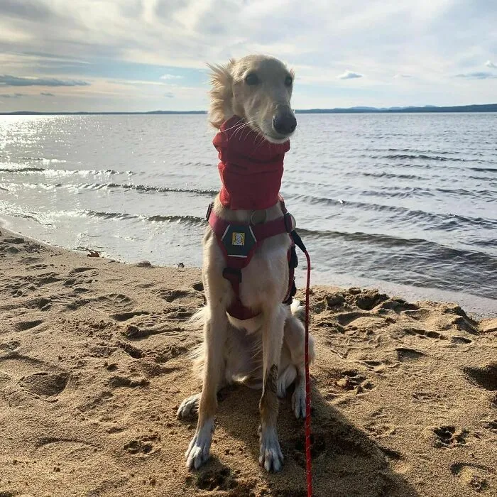 Dog With Insanely Long Legs And Neck Resembles A Giraffe (40 Pics)