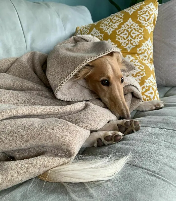 Dog With Insanely Long Legs And Neck Resembles A Giraffe (40 Pics)