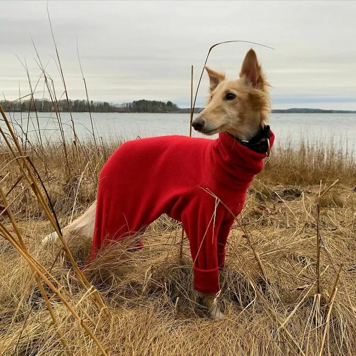 Dog With Insanely Long Legs And Neck Resembles A Giraffe (40 Pics)