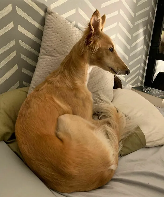 Dog With Insanely Long Legs And Neck Resembles A Giraffe (40 Pics)