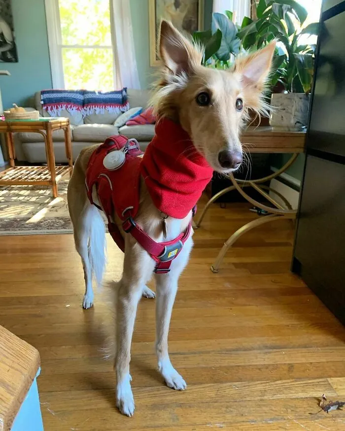 Dog With Insanely Long Legs And Neck Resembles A Giraffe (40 Pics)