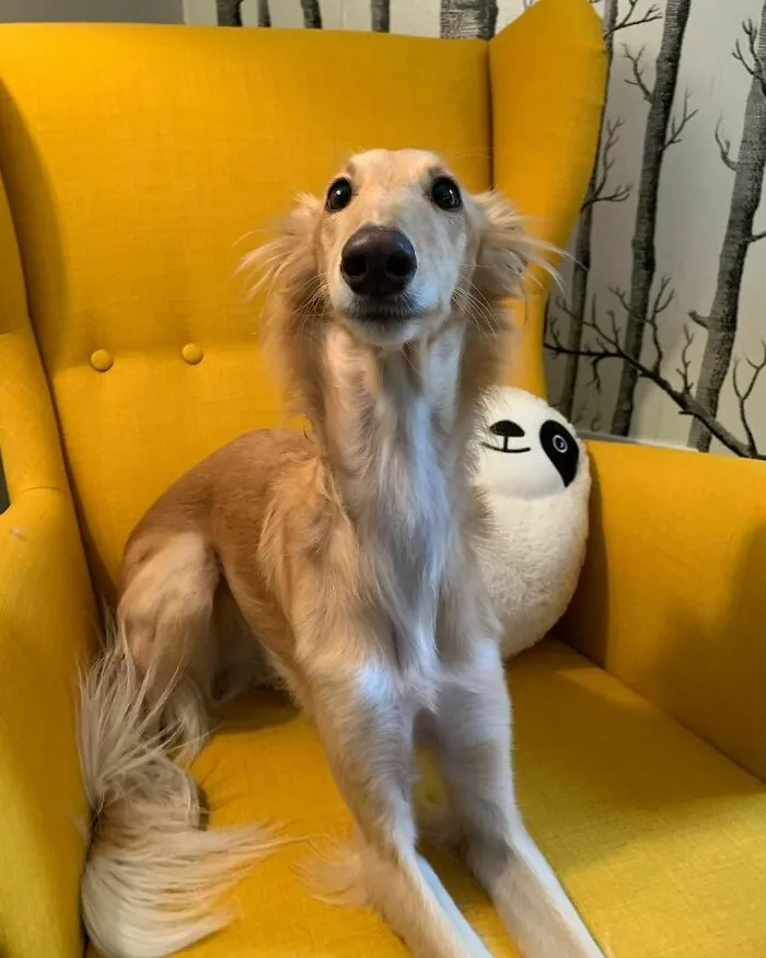 Dog With Insanely Long Legs And Neck Resembles A Giraffe (40 Pics)