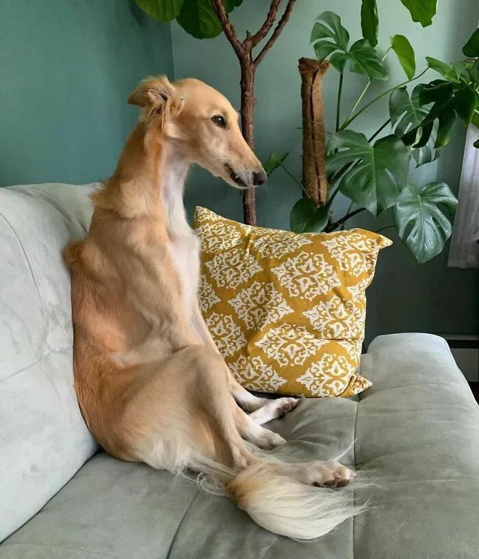 Dog With Insanely Long Legs And Neck Resembles A Giraffe (40 Pics)