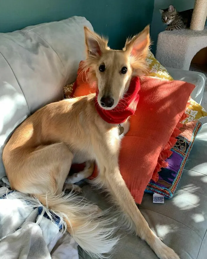 Dog With Insanely Long Legs And Neck Resembles A Giraffe (40 Pics)