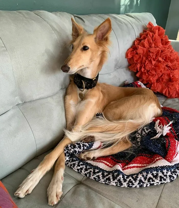 Dog With Insanely Long Legs And Neck Resembles A Giraffe (40 Pics)