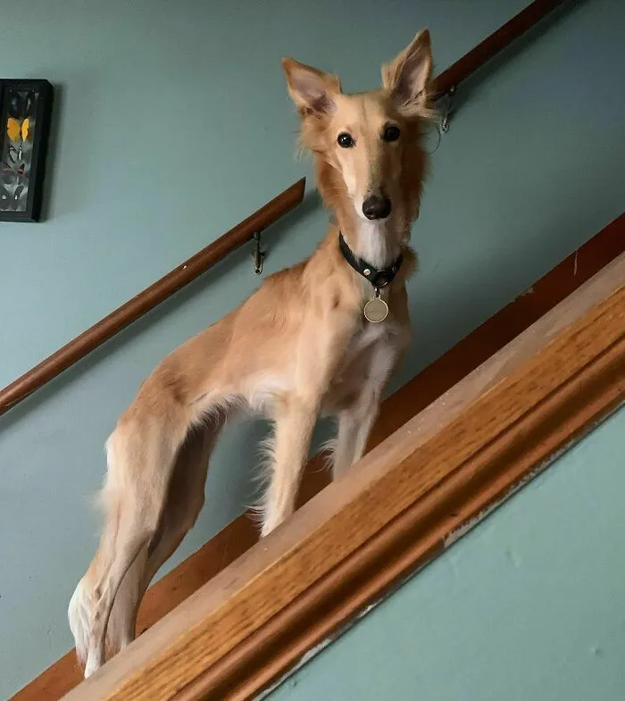 Dog With Insanely Long Legs And Neck Resembles A Giraffe (40 Pics)