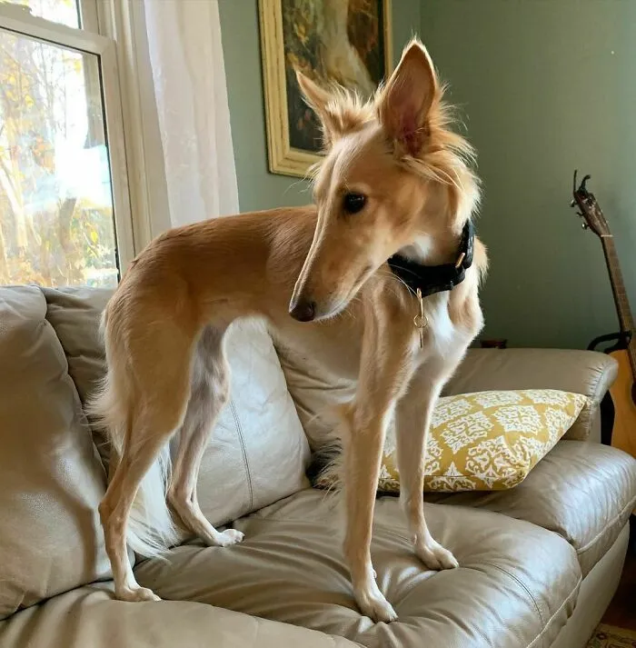 Dog With Insanely Long Legs And Neck Resembles A Giraffe (40 Pics)