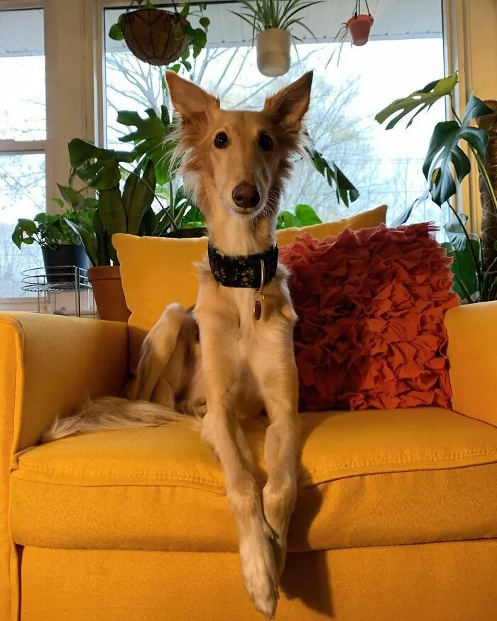 Dog With Insanely Long Legs And Neck Resembles A Giraffe (40 Pics)