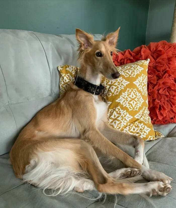 Dog With Insanely Long Legs And Neck Resembles A Giraffe (40 Pics)