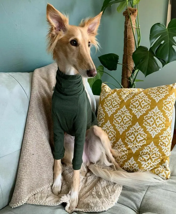 Dog With Insanely Long Legs And Neck Resembles A Giraffe (40 Pics)