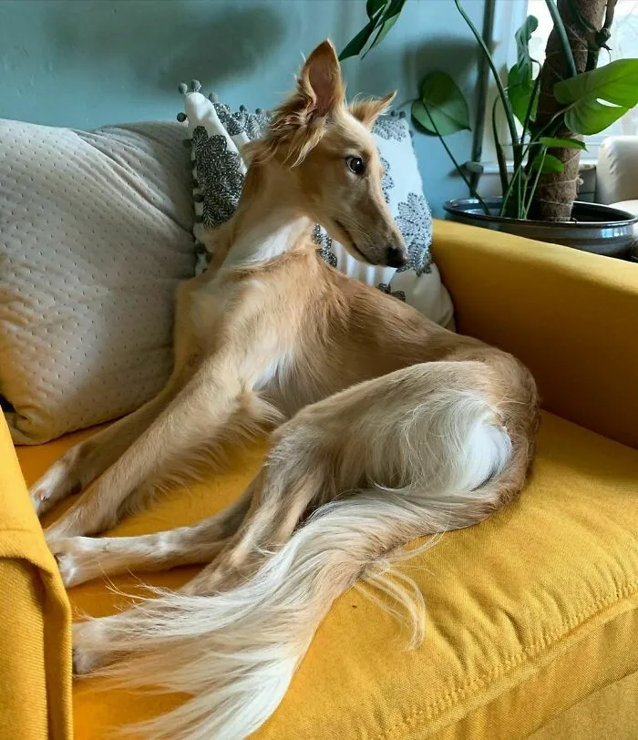 Dog With Insanely Long Legs And Neck Resembles A Giraffe (40 Pics)