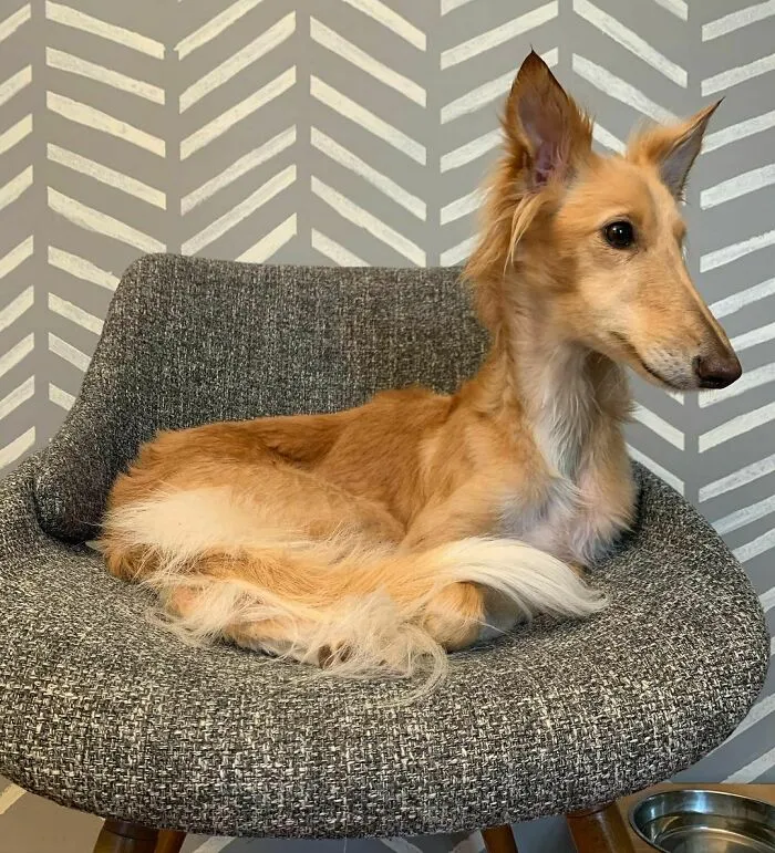 Dog With Insanely Long Legs And Neck Resembles A Giraffe (40 Pics)
