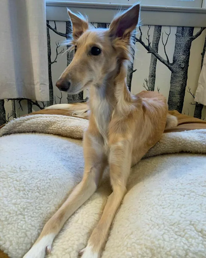 Dog With Insanely Long Legs And Neck Resembles A Giraffe (40 Pics)