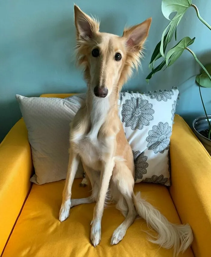 Dog With Insanely Long Legs And Neck Resembles A Giraffe (40 Pics)