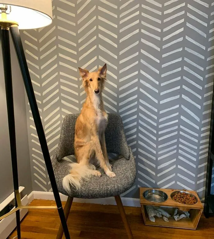 Dog With Insanely Long Legs And Neck Resembles A Giraffe (40 Pics)