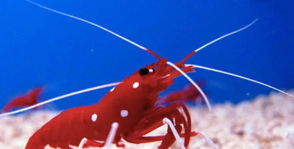 Cool Facts About Animals That You Might Not Know