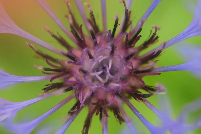 Cornflower Monster