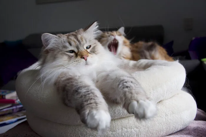 This It Tatsu, He Likes To Sleep And Watch Birds With This Fromt Paws Sticking Out Like This.