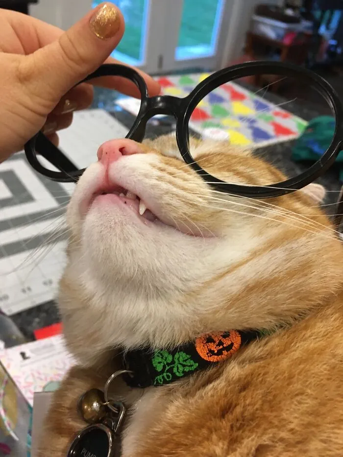 Is A Fang Harry!