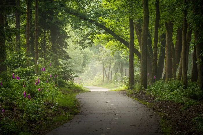 I Photographed Foggy Forest Roads And Paths In The Netherlands During Each Season (30 Pics)