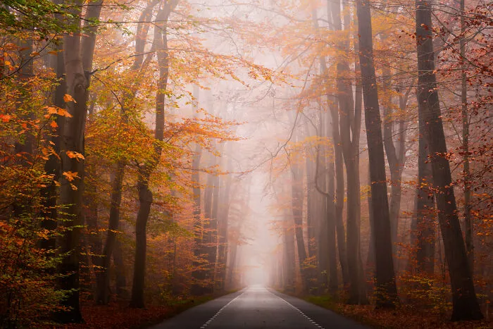 I Photographed Foggy Forest Roads And Paths In The Netherlands During Each Season (30 Pics)