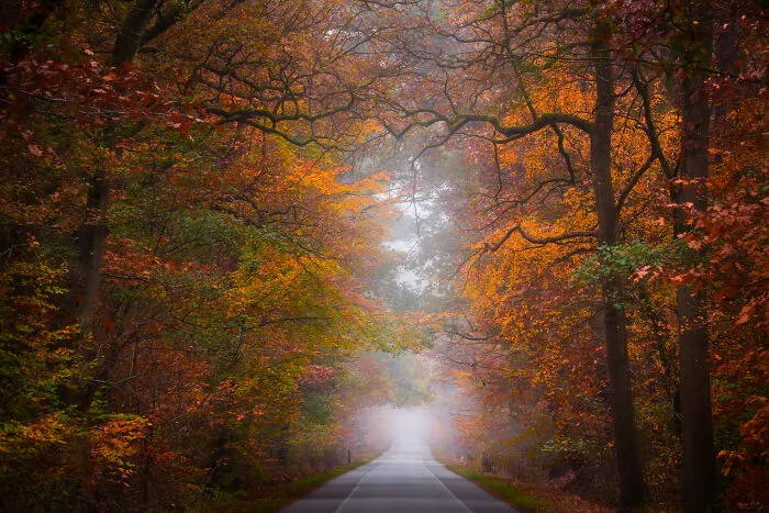 I Photographed Foggy Forest Roads And Paths In The Netherlands During Each Season (30 Pics)