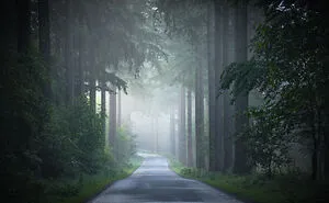 I Photographed Foggy Forest Roads And Paths In The Netherlands During Each Season (30 Pics)
