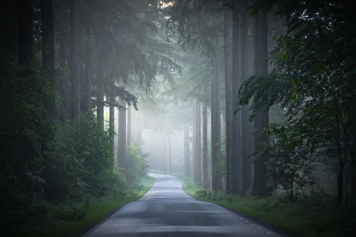 I Photographed Foggy Forest Roads And Paths In The Netherlands During Each Season (30 Pics)