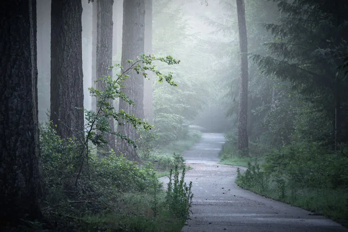 I Photographed Foggy Forest Roads And Paths In The Netherlands During Each Season (30 Pics)