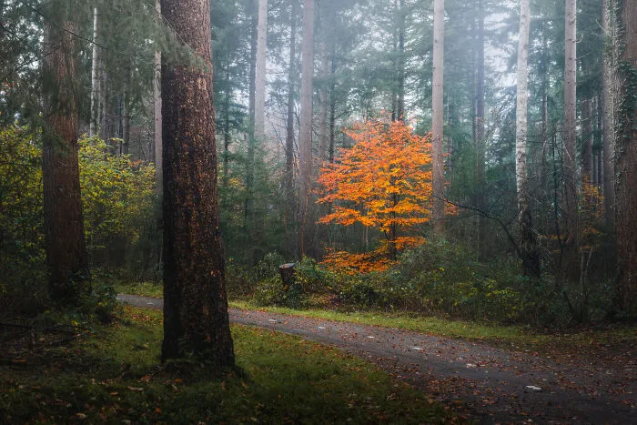 I Photographed Foggy Forest Roads And Paths In The Netherlands During Each Season (30 Pics)