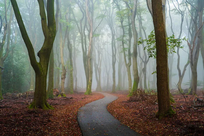 I Photographed Foggy Forest Roads And Paths In The Netherlands During Each Season (30 Pics)