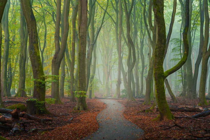 I Photographed Foggy Forest Roads And Paths In The Netherlands During Each Season (30 Pics)