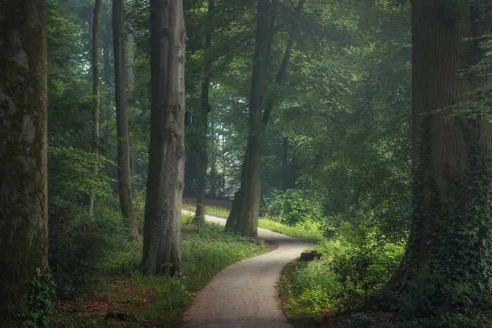 I Photographed Foggy Forest Roads And Paths In The Netherlands During Each Season (30 Pics)