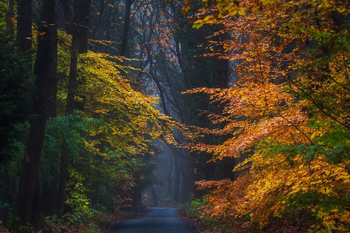 I Photographed Foggy Forest Roads And Paths In The Netherlands During Each Season (30 Pics)