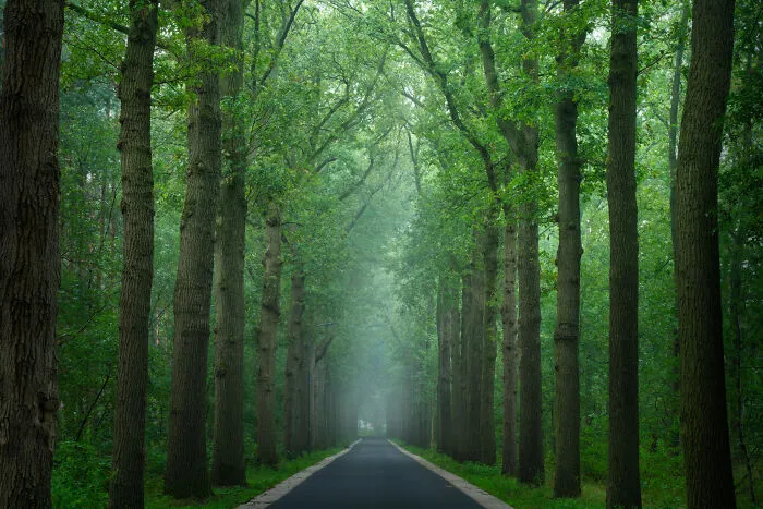 I Photographed Foggy Forest Roads And Paths In The Netherlands During Each Season (30 Pics)