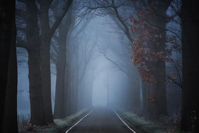 I Photographed Foggy Forest Roads And Paths In The Netherlands During Each Season (30 Pics)