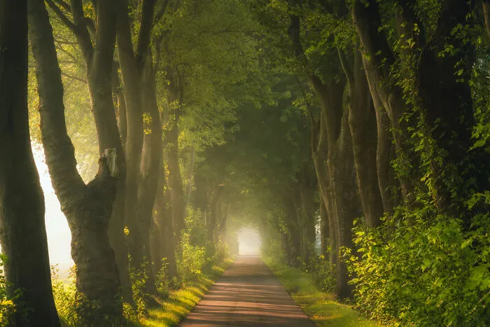 I Photographed Foggy Forest Roads And Paths In The Netherlands During Each Season (30 Pics)
