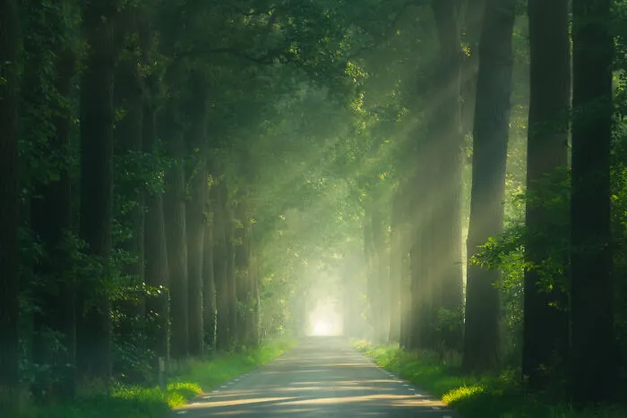 I Photographed Foggy Forest Roads And Paths In The Netherlands During Each Season (30 Pics)
