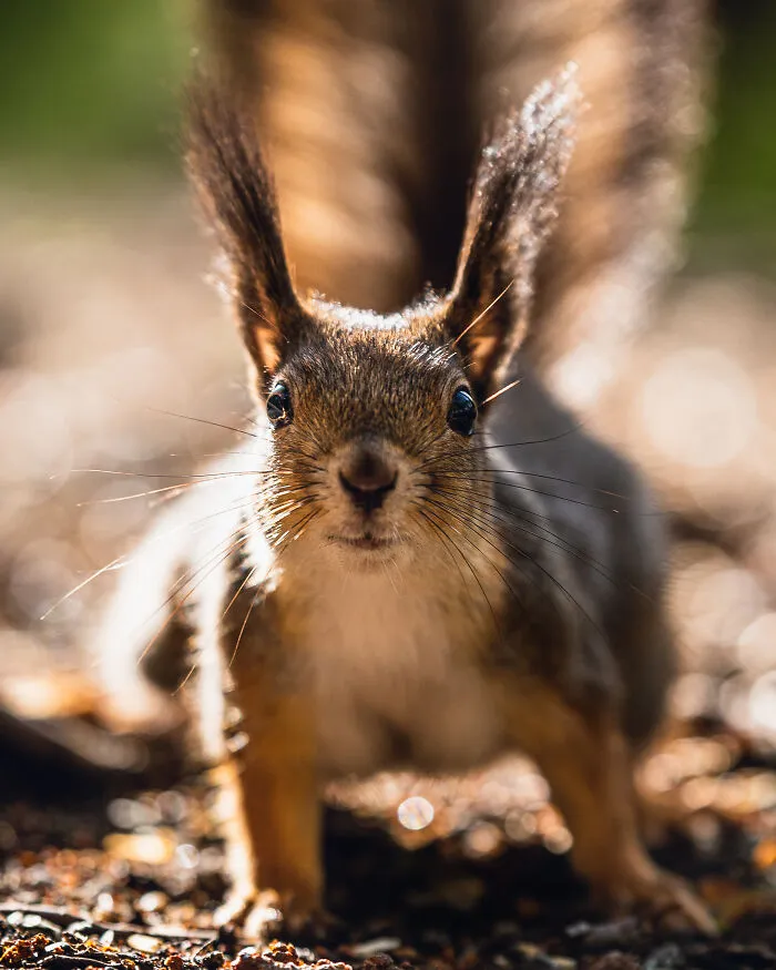 The Curious One