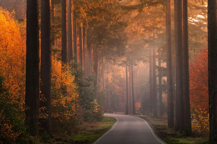 I Photographed Foggy Forest Roads And Paths In The Netherlands During Each Season (30 Pics)