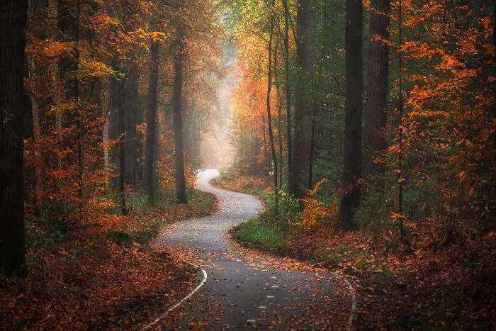 I Photographed Foggy Forest Roads And Paths In The Netherlands During Each Season (30 Pics)