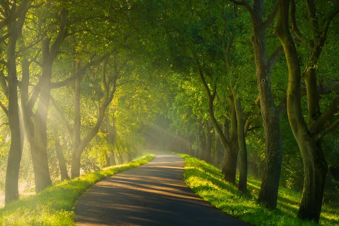 I Photographed Foggy Forest Roads And Paths In The Netherlands During Each Season (30 Pics)
