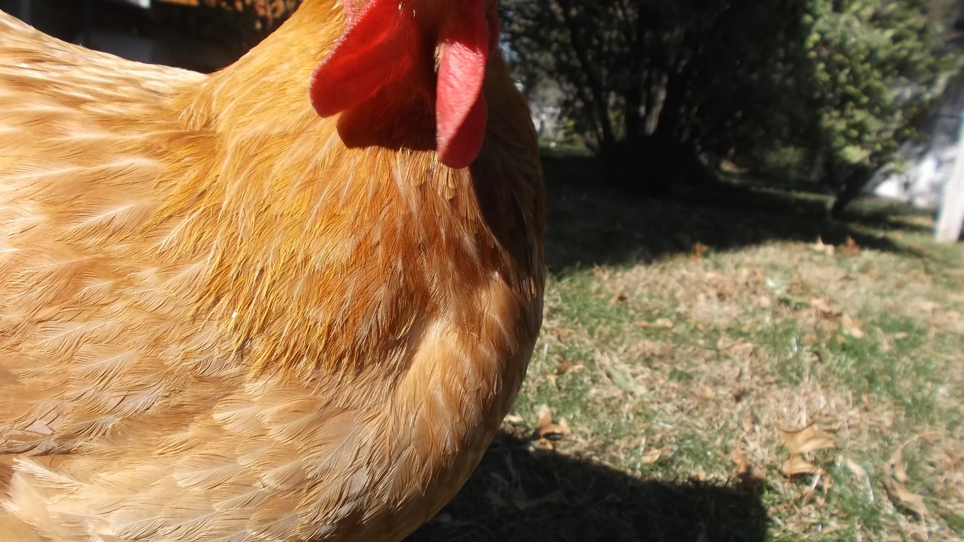 Share Your Unflattering Photos Of Your Pets