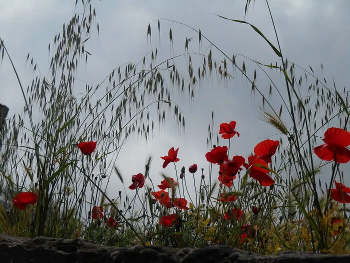 Lest We Forget.