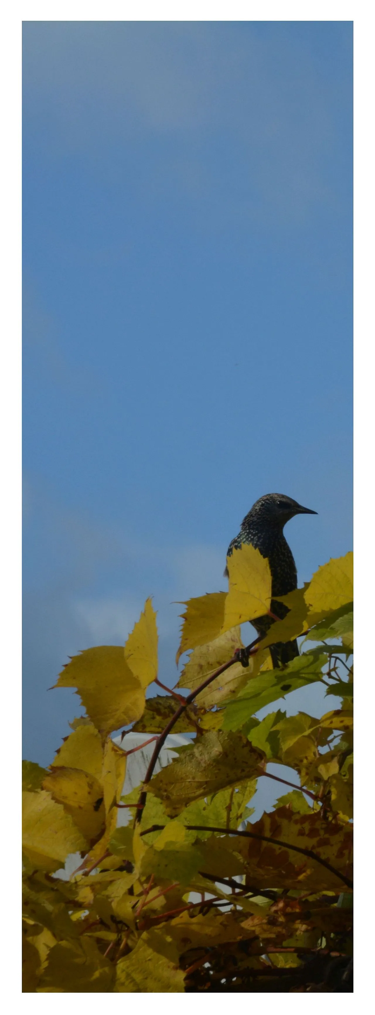 I Took Some Pics Of The Birds In My Backyard And Somehow They Seem Very Humane