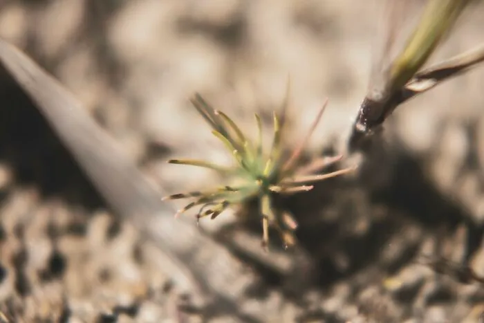 Blurry Grass