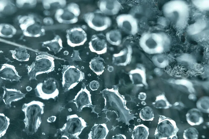 Scattered Dews