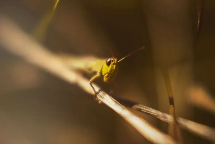 Nice Cricket Watching Ya All!