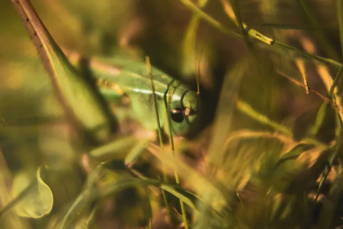 Wonderful Locust